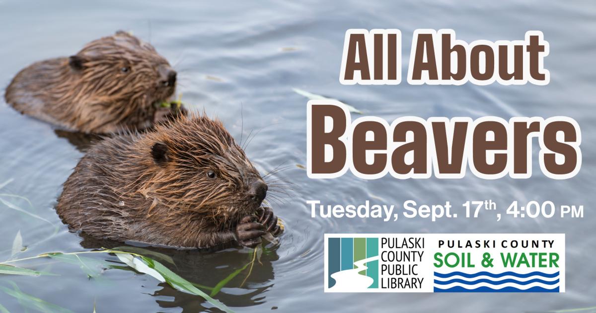 two beavers in the water with text: "All About Beavers"